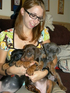 blue, fawn, black and red doberman puppies