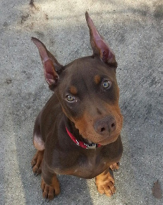 Red doberman puppy with cropped ears